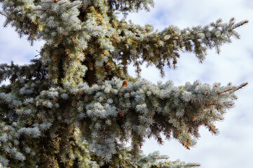 Spruce tree branch close up. Сoniferous tree in the forest against the sky