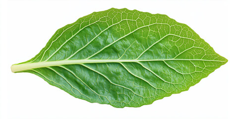 Obraz premium Detailed green leaf structure on white background