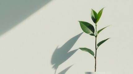 Growing indoor plant minimalist space nature bright environment close-up view sustainability concept