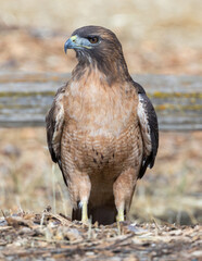 Red-tailed Hawk foraging on the grounds. Arastradero Preserve, Santa Clara County, California, USA.