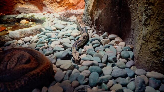 Big brown snake on the ground moving forward.