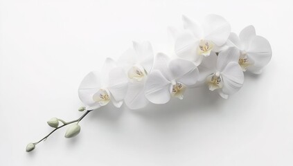 Obraz premium White orchid flowers isolated on a white background