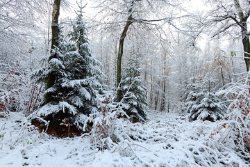 verschneiter Wald im Bergischen Land (Marscheider Wald, Langerfeld-Beyenburg, Wuppertal)