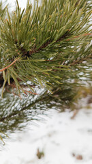 Frozen water drops on pine needles in winter. Ice on spruce needles in the forest, park. Frost. Hoarfrost on coniferous trees.