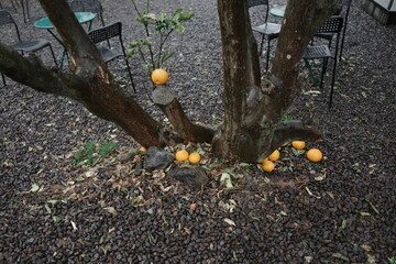 korea, jeju, korean architecture style, design