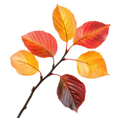 Obraz premium Red and orange leaves on a tree branch, isolated against a white background.