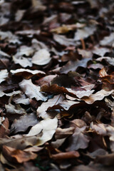 Beautiful leaves in their natural state are always beautiful no matter what condition they are in.