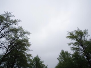 Obraz premium Light grey cloudy day with trees swaying in the wind, day, grey