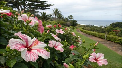 Lush hibiscus flowers with pink and white stripes in a Hawaiian garden, pink, foliage, hibiscus, lush