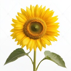 Obraz premium Hyper-detailed shot of a single sunflower in a vast field, every petal and seed captured under the glow of a summer sunset