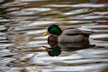 Obraz premium Männliche Stockente mit Spiegelung auf dem Wasser