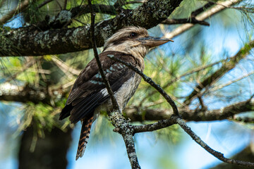 Kookaburra in tree