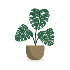 potted Monstera plant illustration