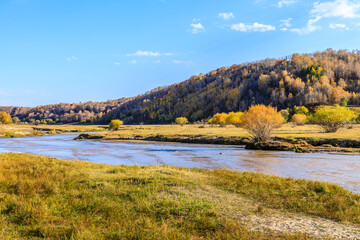 Obraz premium Flowing river and yellow grassland with forest natural landscape in autumn. Beautiful grassland pasture natural scenery in Inner Mongolia, China.