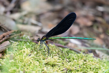 Atrocalopteryx atrata is a species of damselfly belonging to the family Calopterygidae. It is native to Asia, China, Korea, and Japan.