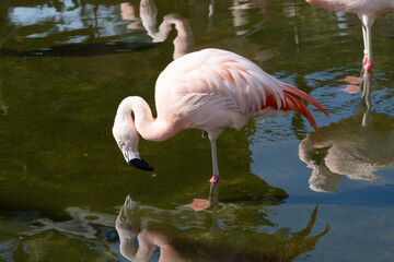 The Chilean flamingo in a pond. Its scientific name is Phoenicopterus chilensis.