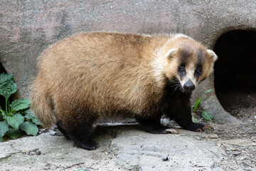 Side view of the Japanese badger. Its scientific name is Meles anakuma.