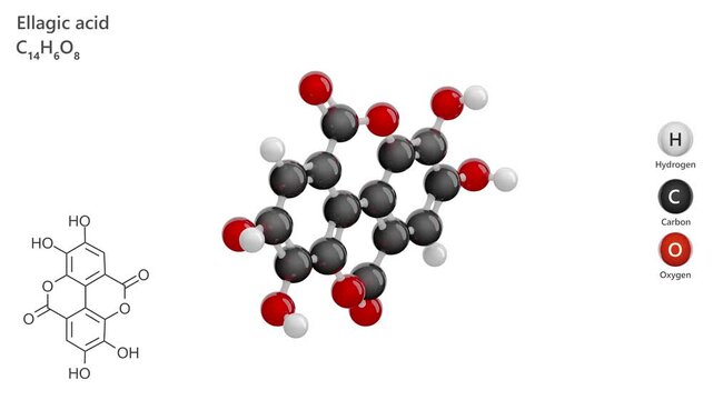 Ellagic Acid. Animated 3D model of a molecule. Molecular formula: C14H6O8. Chemical model: Ball and sticks. White background. 3D rendering. Seamless loop.