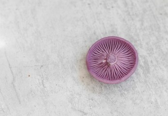 Close-up of a purple mushroom cap on a white background