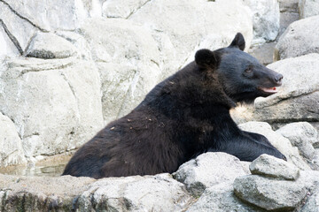 Asian black bear trying to get into a small pool