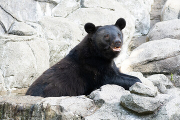 The upper body of the Asian black bear trying to get into a small pool