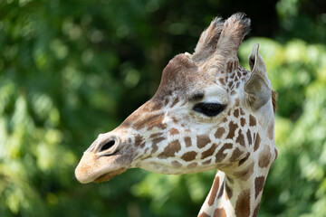 Fototapeta premium Close-up of the reticulated giraffe's face from the side