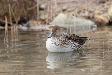 A female pintail duck in the pond. The scientific name is Anas acuta.