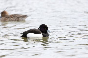 A male tufted duck also known as tufted pochard swims in a pond. Its scientific name is Aythya fuligula.