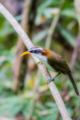 The White-browed Scimitar Babbler on a branch