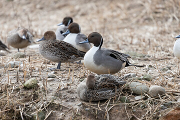 A male and female pintail duck resting near a pond. The scientific name is Anas acuta.
