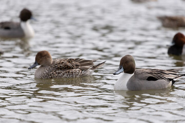 Male and female pintail ducks swimming in a pond. The scientific name is Anas acuta.