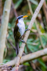 The White-browed Scimitar Babbler on a branch