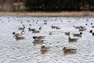 A flock of pintail ducks in the pond. The scientific name is Anas acuta.