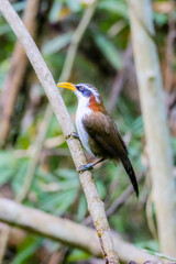 The White-browed Scimitar Babbler on a branch