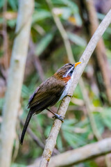 The White-browed Scimitar Babbler on a branch