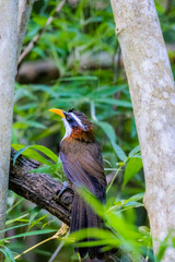 The White-browed Scimitar Babbler on a branch
