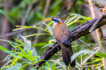 The White-browed Scimitar Babbler on a branch