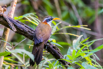 The White-browed Scimitar Babbler on a branch