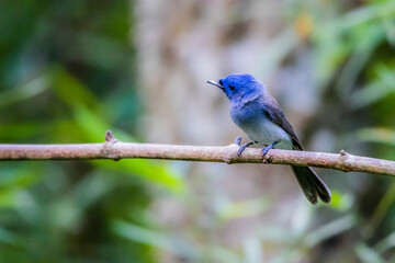 The Black-naped Monarch on a branch in nature