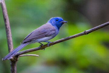 The Black-naped Monarch on a branch in nature