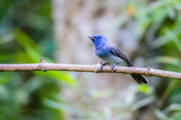 The Black-naped Monarch on a branch in nature