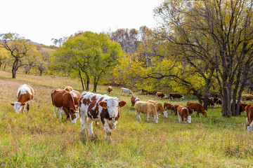 Cows grazing in meadow. Beautiful grassland pasture nature landscape in Inner Mongolia, China. Autumn landscape.