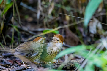 The Puff-throated Babbler on ground