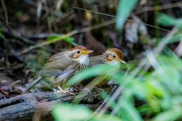 The Puff-throated Babbler on ground