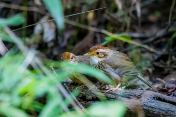 The Puff-throated Babbler on ground