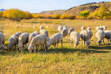 Obraz premium Sheeps grazing in meadow. Beautiful grassland pasture nature landscape in Inner Mongolia, China. Autumn landscape.