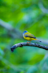 The Grey-headed Canary-flycatcher on a branch in nature