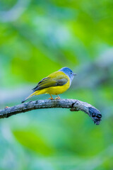 The Grey-headed Canary-flycatcher on a branch in nature
