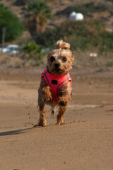 Yorkshire Terrier dog. Dog running by the sea. Cute dog running on the beach. Dog on the seashore.
