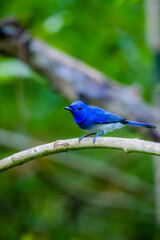 The Black-naped Monarch on a branch in nature